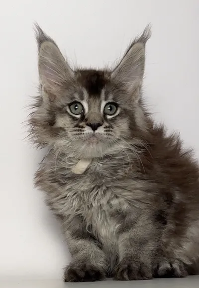 Котенок мейн-кун