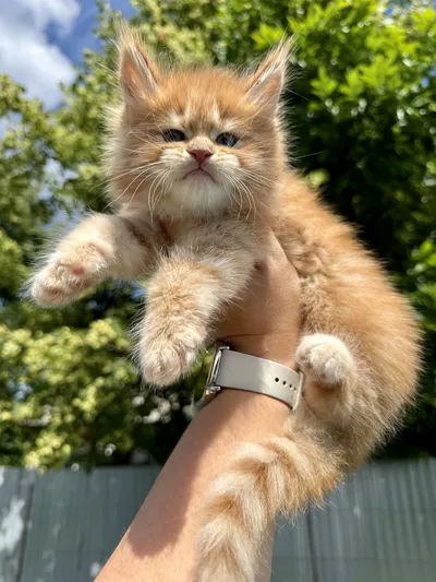 Maine Coon kitten