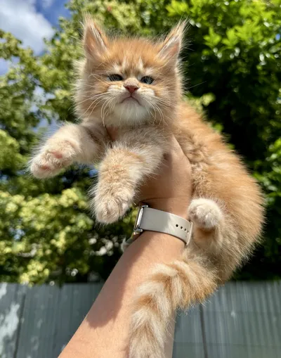 Maine Coon kitten