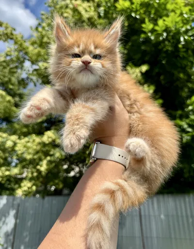 Maine Coon kitten