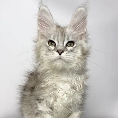 Котенок мейн-кун