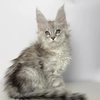 Котенок мейн-кун
