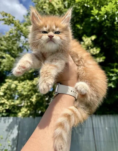 Maine Coon kitten