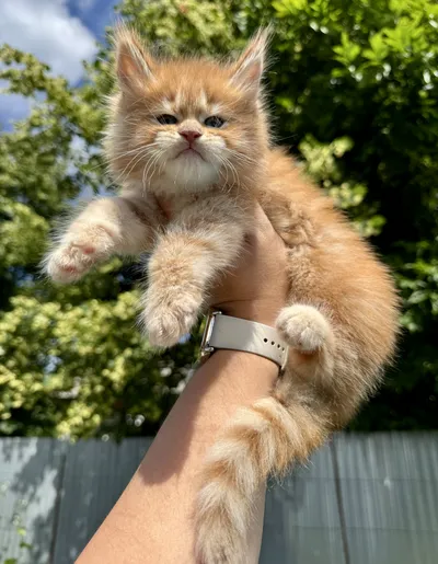 Maine Coon kitten