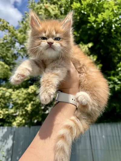 Maine Coon kitten