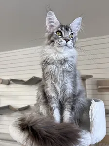 Котенок мейн-кун