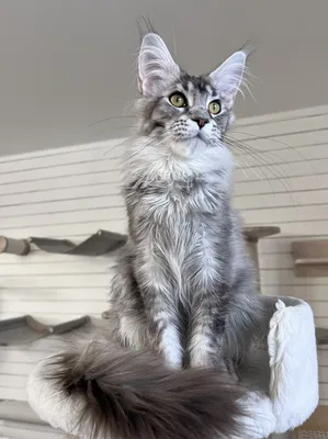 Котенок мейн-кун