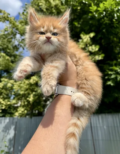 Maine Coon kitten