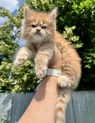 Maine Coon kitten