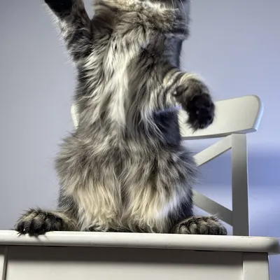 Котенок мейн-кун