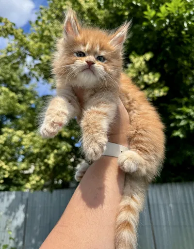 Maine Coon kitten