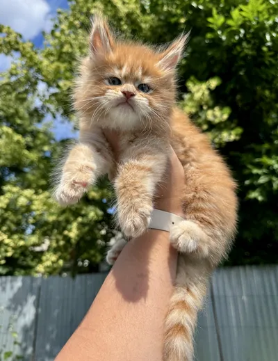 Maine Coon kitten