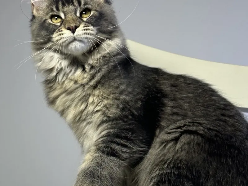 Котенок мейн-кун Черный с  тикингом MCO n 25 Девочка