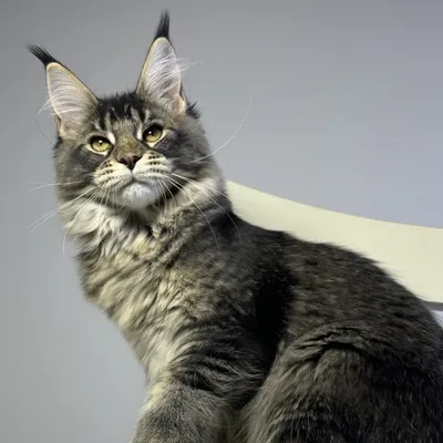 Котенок мейн-кун