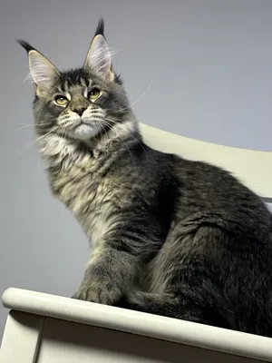 Maine Coon kitten Черный с  тикингом MCO n 25 Girl