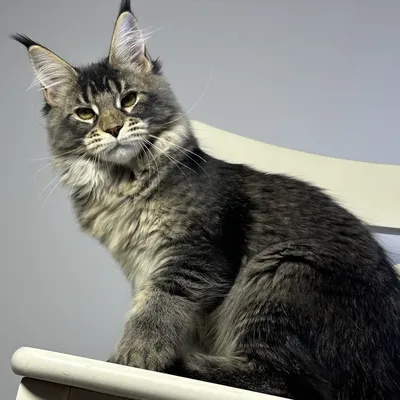 Котенок мейн-кун