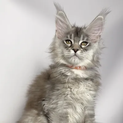 Котенок мейн-кун