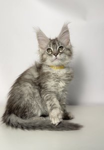 Gia
