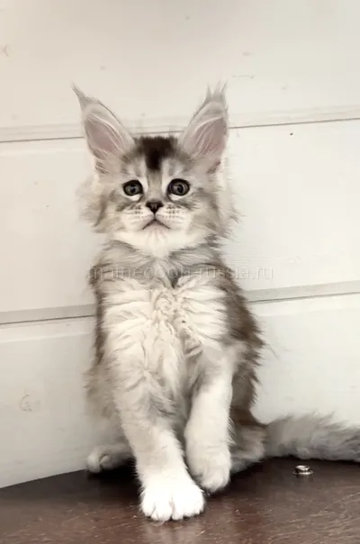 Maine Coon kitten