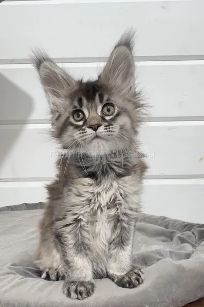 Maine Coon kitten