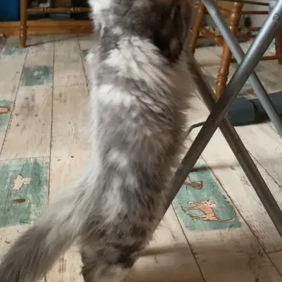 Котенок мейн-кун