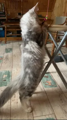 Котенок мейн-кун