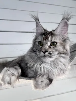 Maine Coon kitten