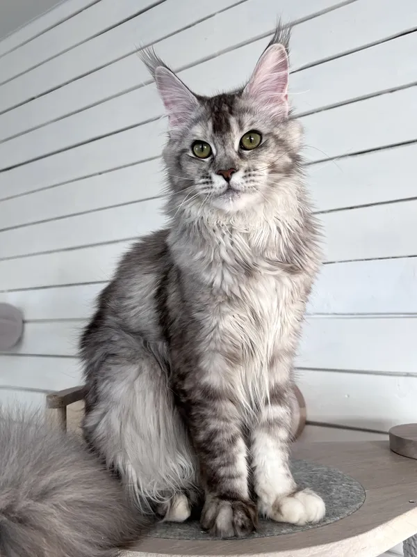 Котенок мейн-кун Черный черепаховый  тикированный  на сербер MCO fs 25 Девочка