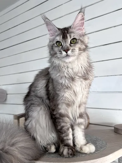 Maine Coon kitten