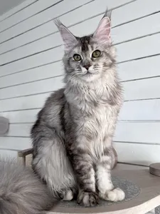 Котенок мейн-кун