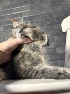 Котенок мейн-кун