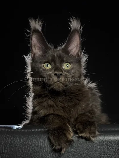 Котенок мейн-кун
