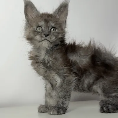 Котенок мейн-кун