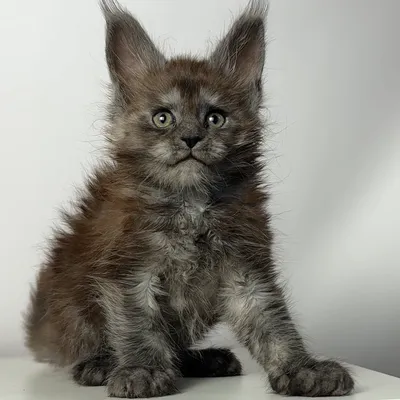 Котенок мейн-кун