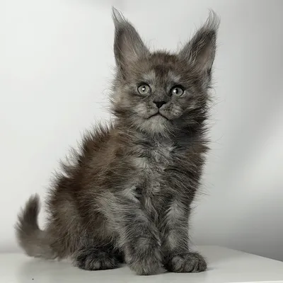 Котенок мейн-кун