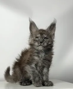 Котенок мейн-кун