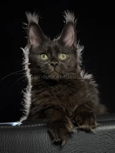 Котенок мейн-кун