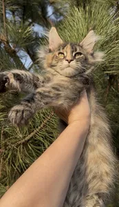 Котенок мейн-кун