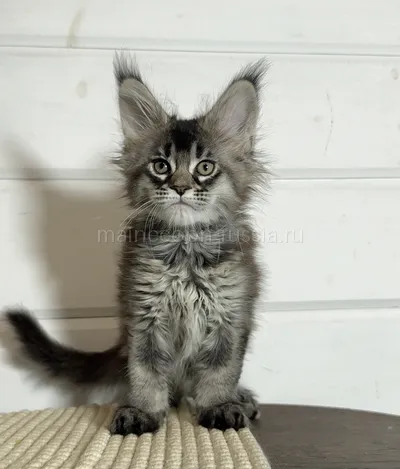 Maine Coon kitten