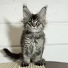 Maya - photo 2