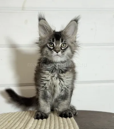 Maine Coon kitten