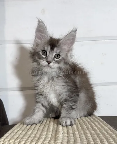 Maine Coon kitten