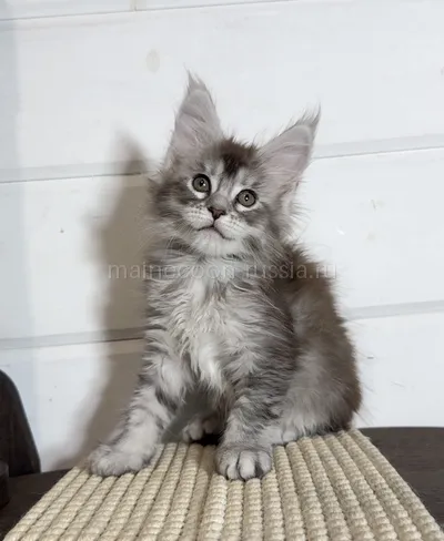 Maine Coon kitten