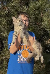 Котенок мейн-кун