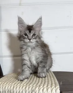Mia