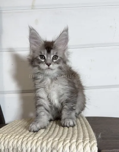 Maine Coon kitten