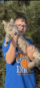 Котенок мейн-кун