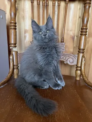 Котенок мейн-кун
