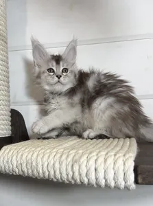 Milka