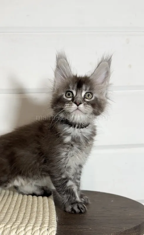Maine Coon kitten Black Silver marble, rossetes blotched MCO ns 25 Girl